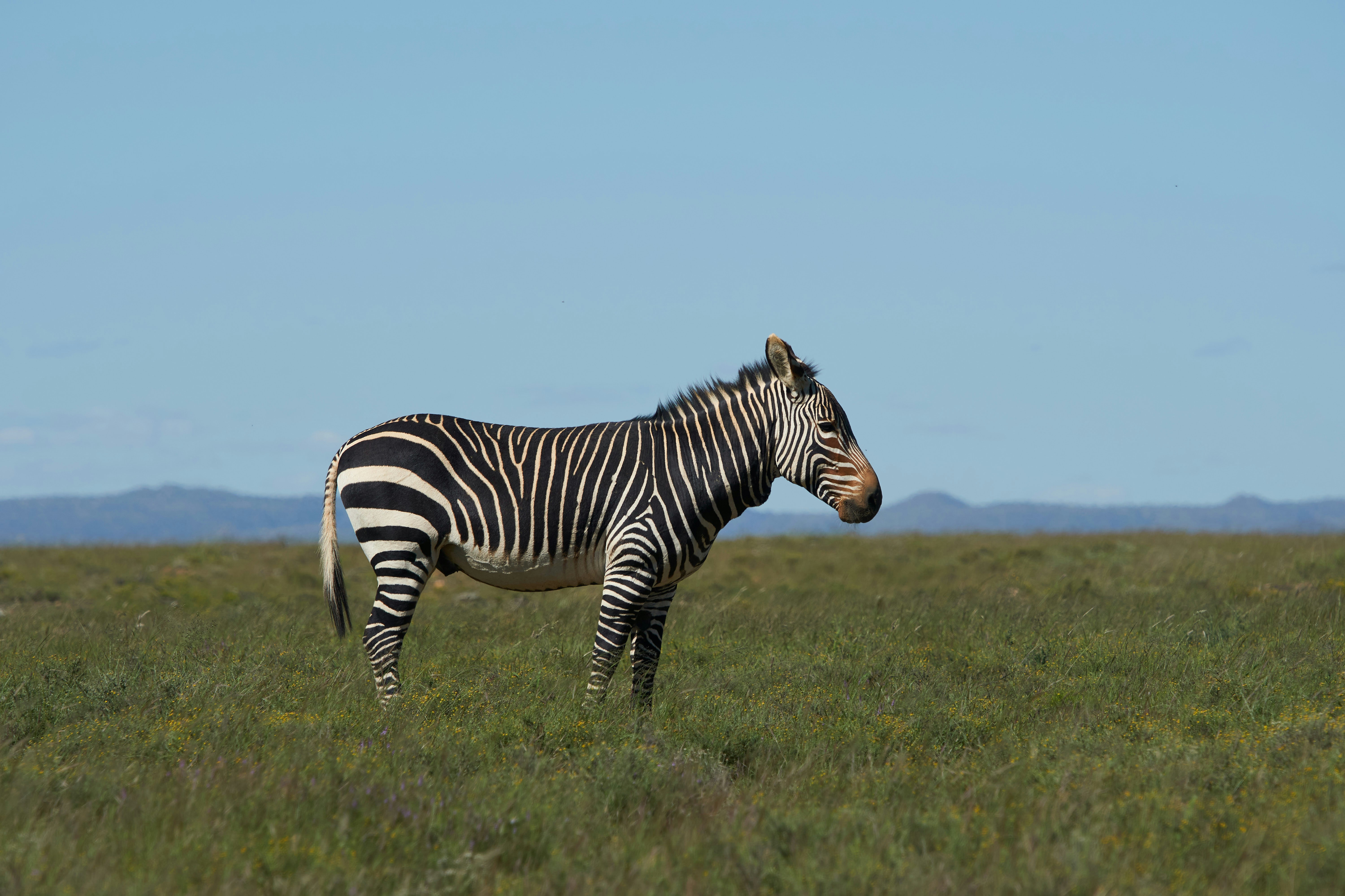 Photo by wolfgang_hasselmann