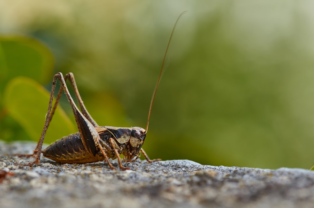 brown grasshopper on gray rock during daytime