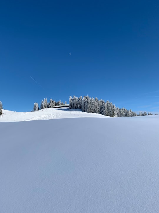 green trees on snow covered ground under blue sky during daytime in Tyrol Austria