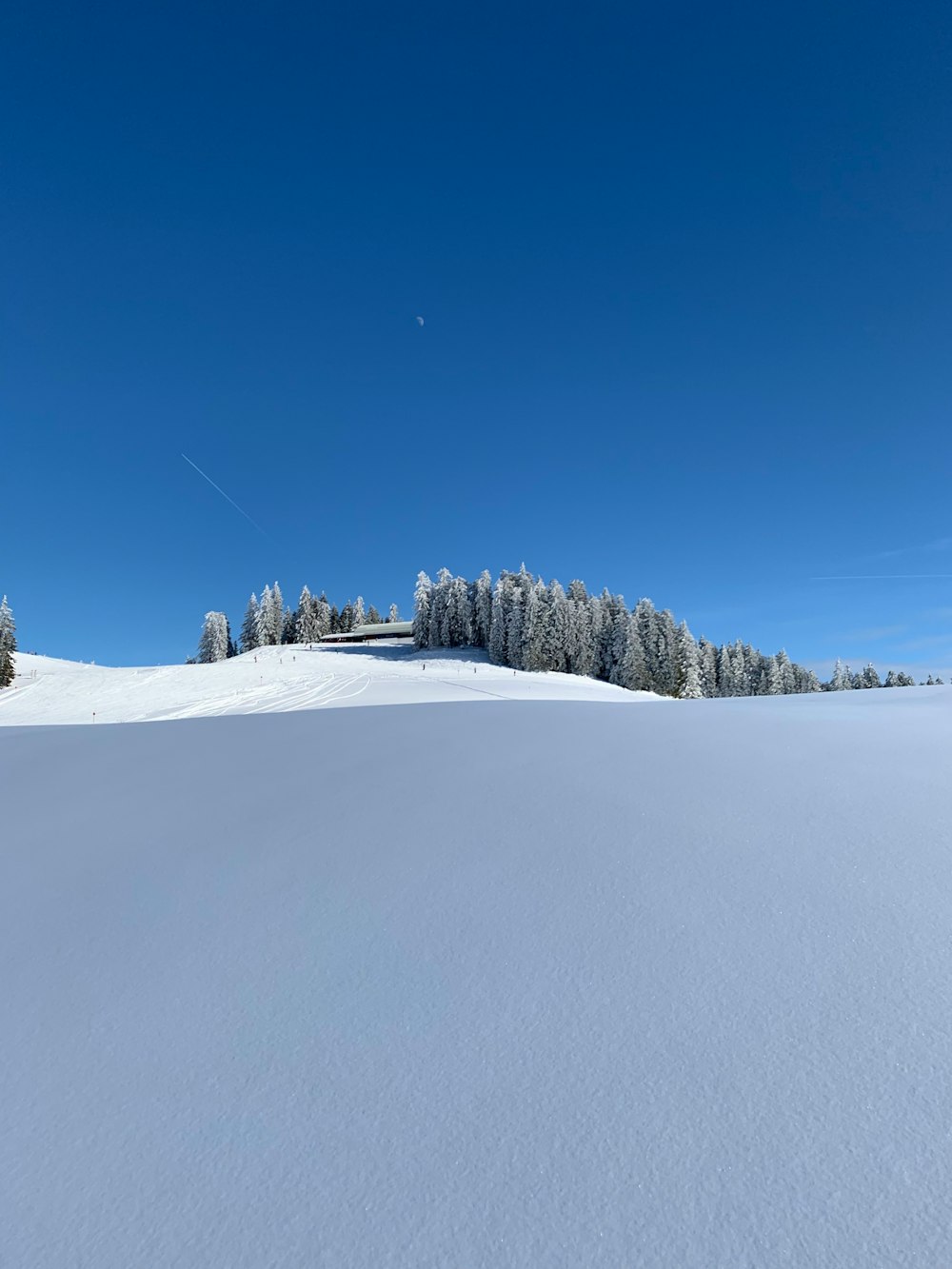 green trees on snow covered ground under blue sky during daytime