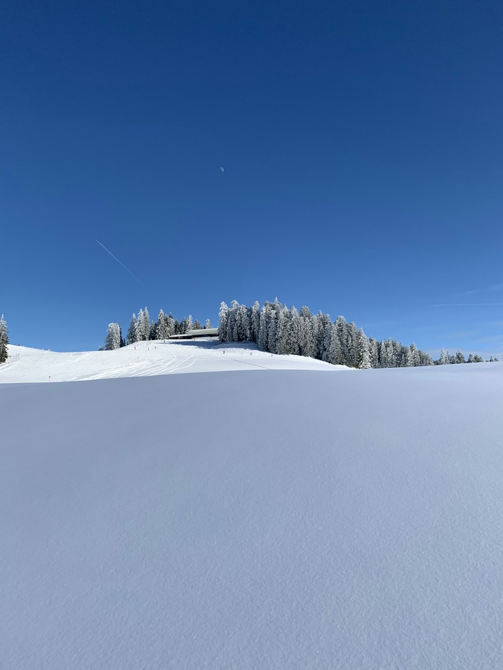 green trees on snow covered ground under blue sky during daytime