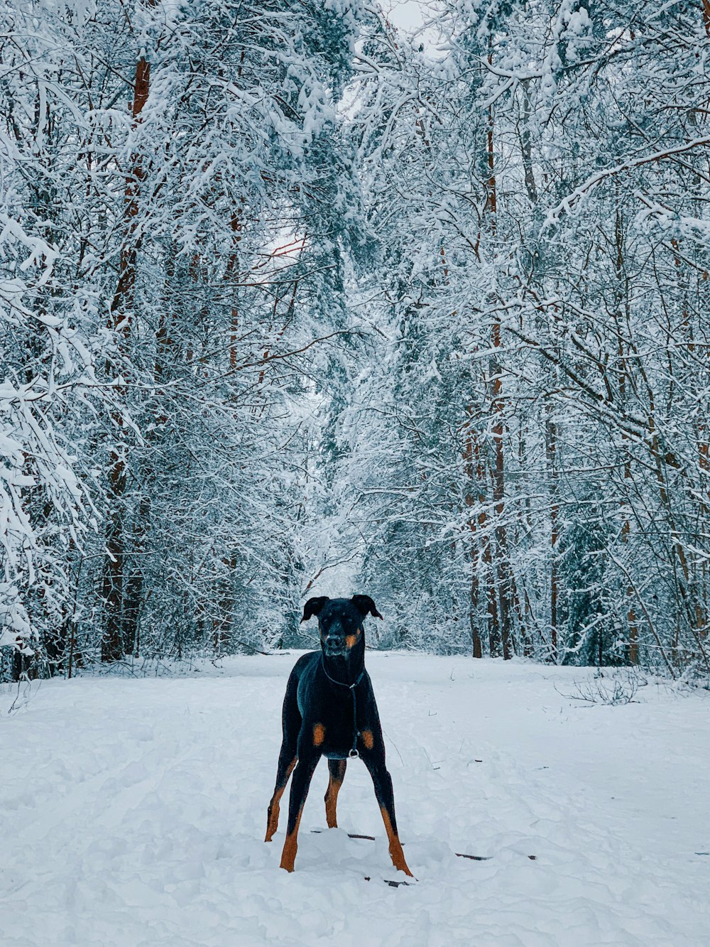 Perro mediano de pelaje corto negro y fuego en suelo cubierto de nieve cerca de árboles durante el día