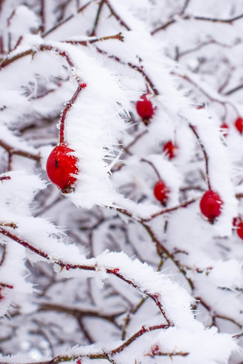 fruits ronds rouges recouverts de neige