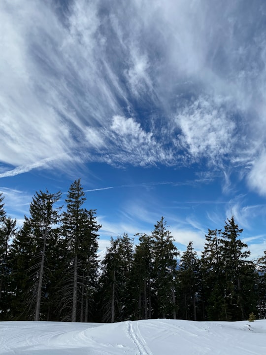 green pine trees under blue sky and white clouds during daytime in Tyrol Austria