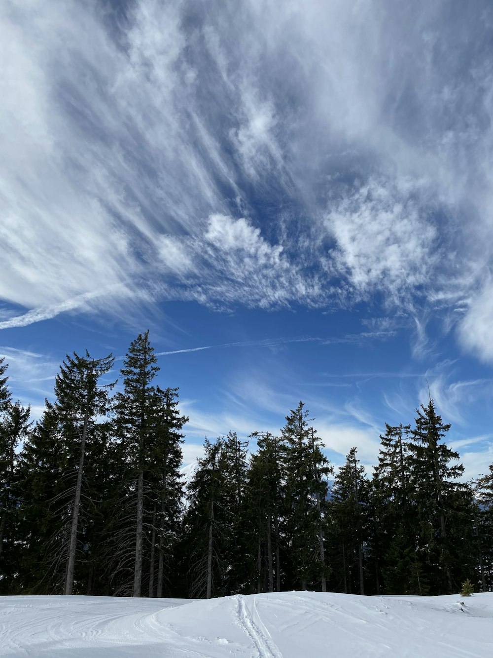 pinos verdes bajo el cielo azul y nubes blancas durante el día