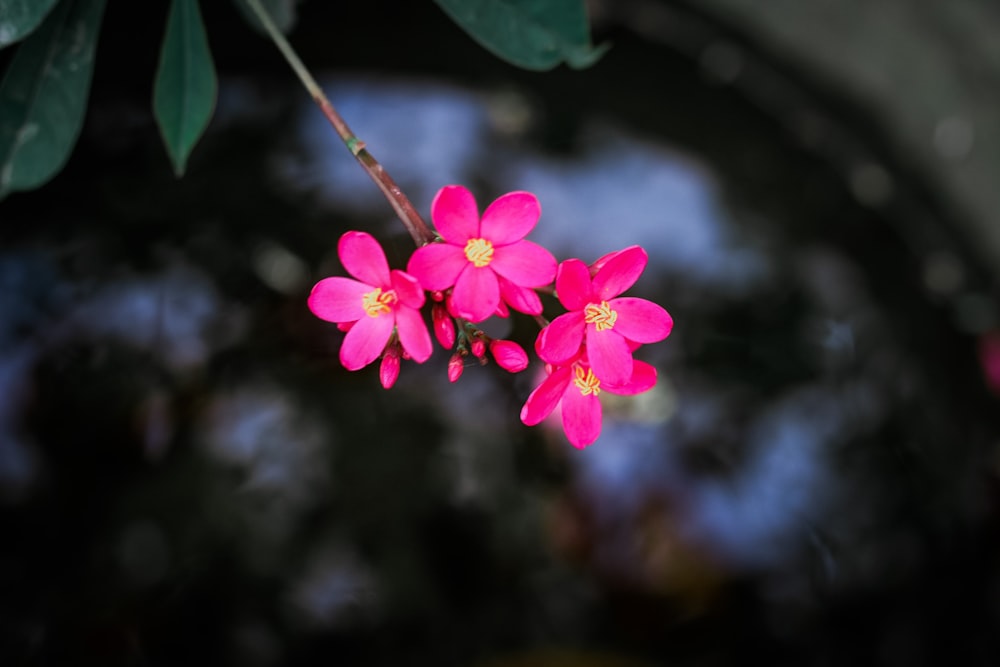 pink 5 petaled flower in close up photography