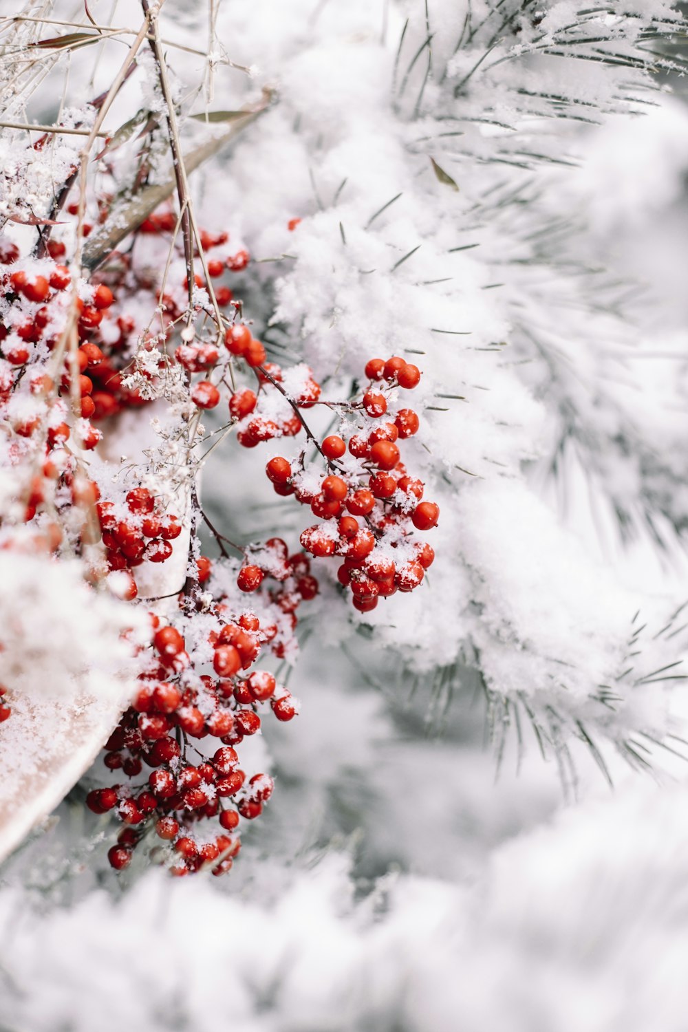 fruits ronds rouges recouverts de neige