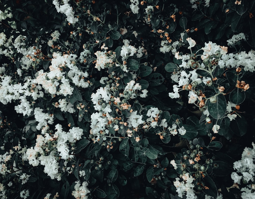 white flowers with green leaves