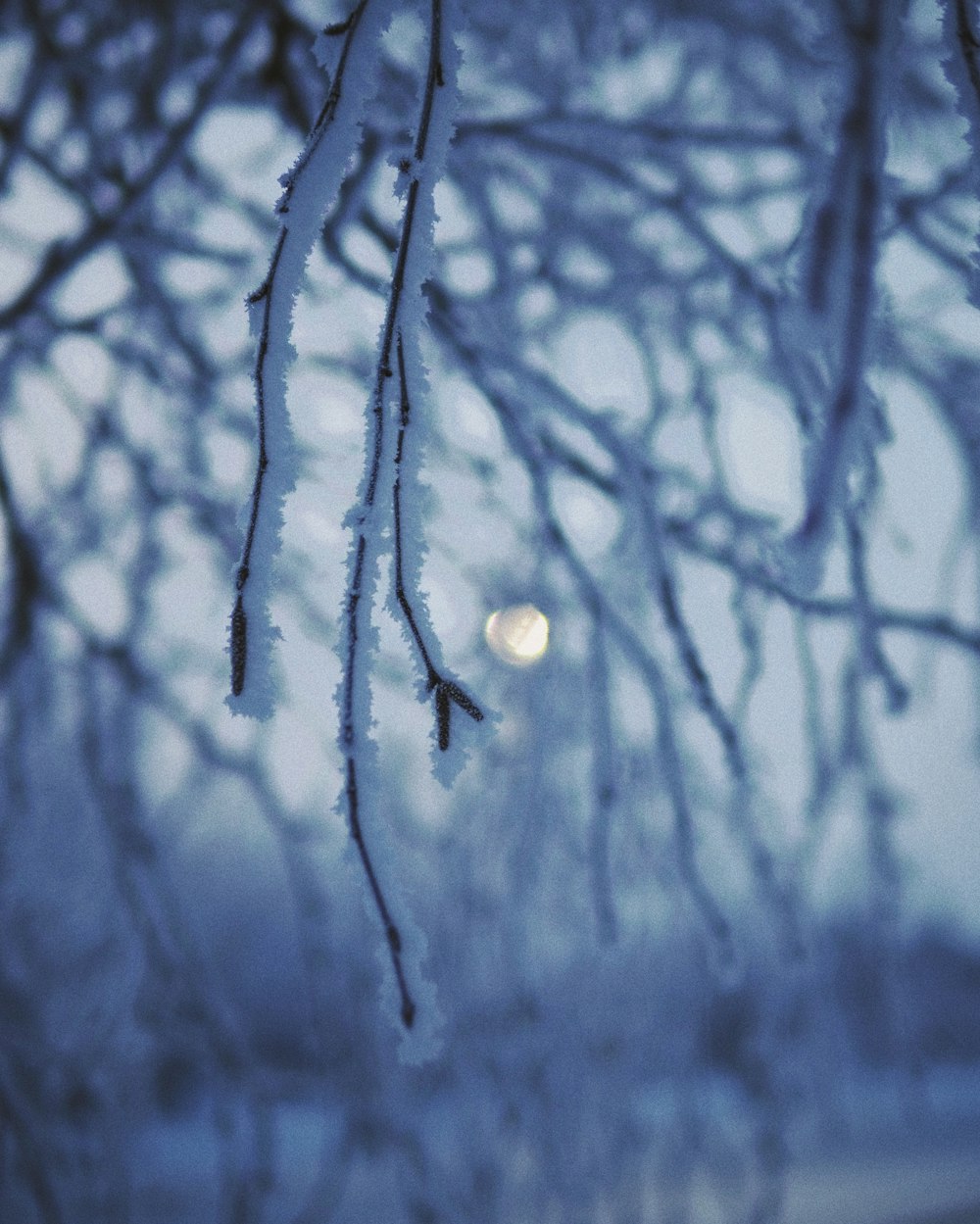 white and black tree branch