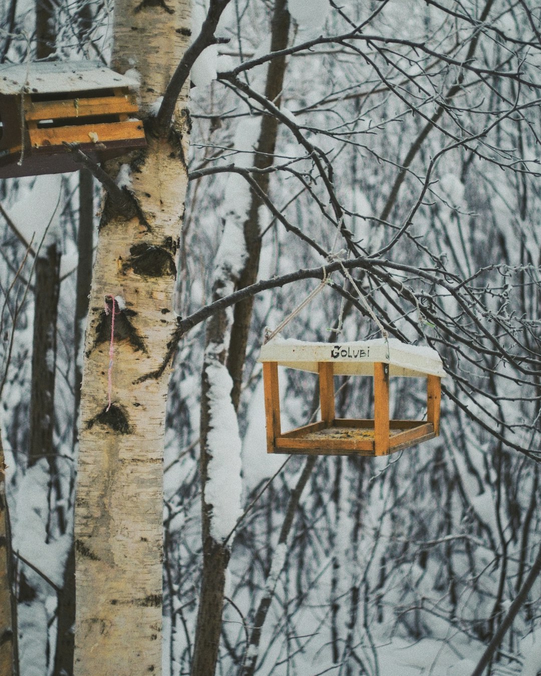 white and brown wooden birdhouse on tree