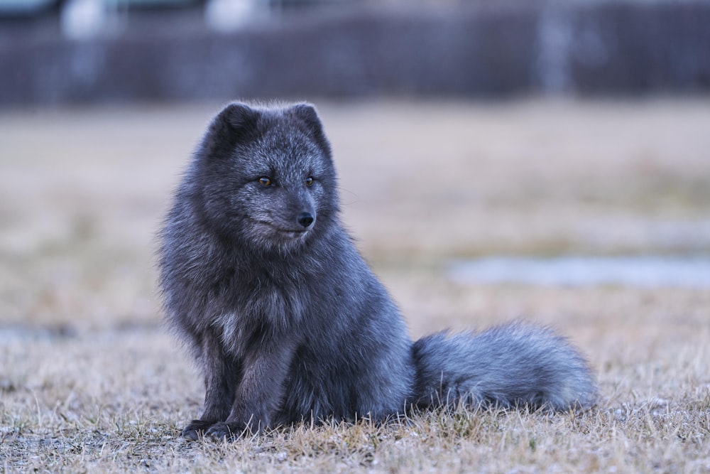 Schwarzer und grauer Fuchs tagsüber auf braunem Rasen