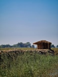 brown wooden house on green grass field during daytime