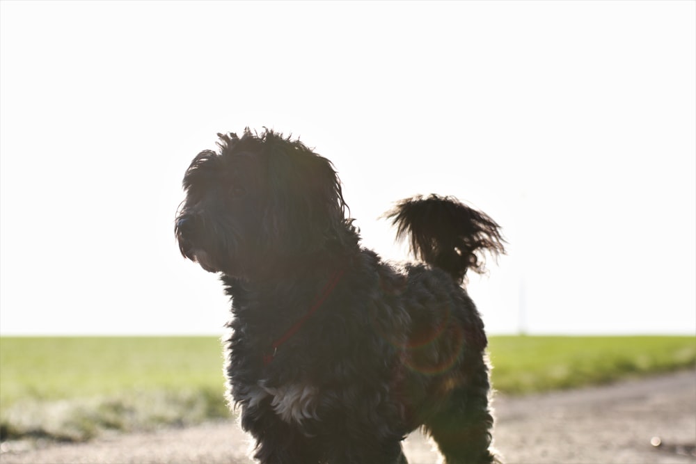 black long coat small dog on green grass field