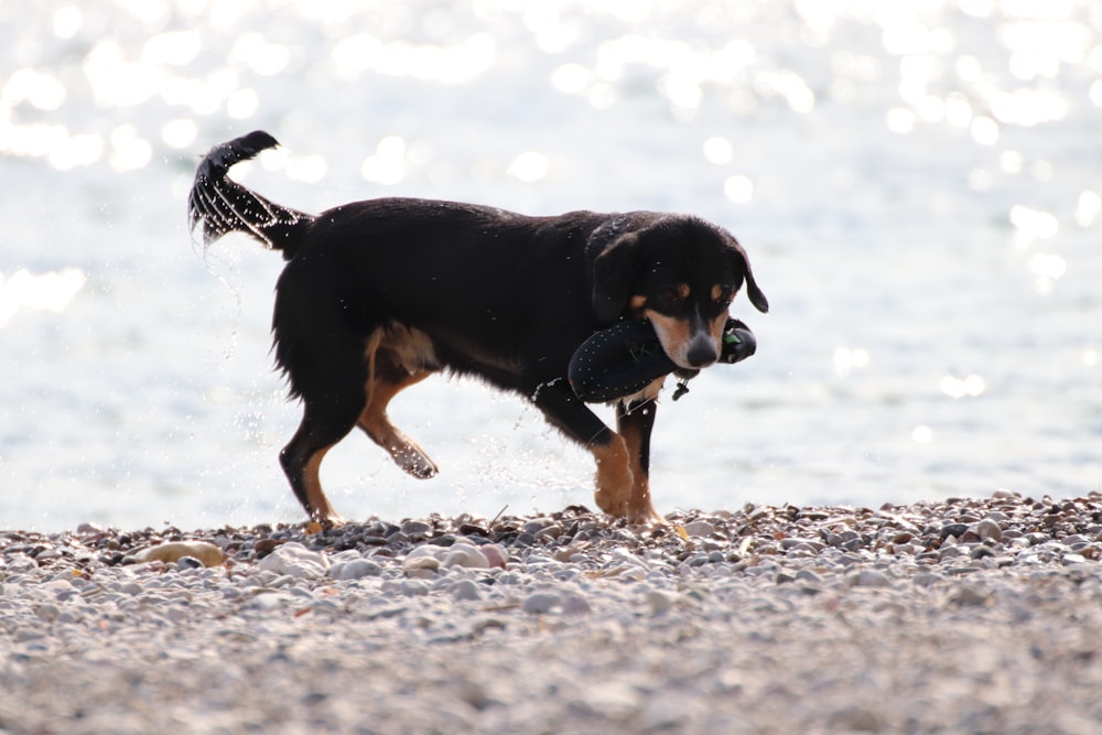 black and tan short coat medium dog running on snow covered ground during daytime