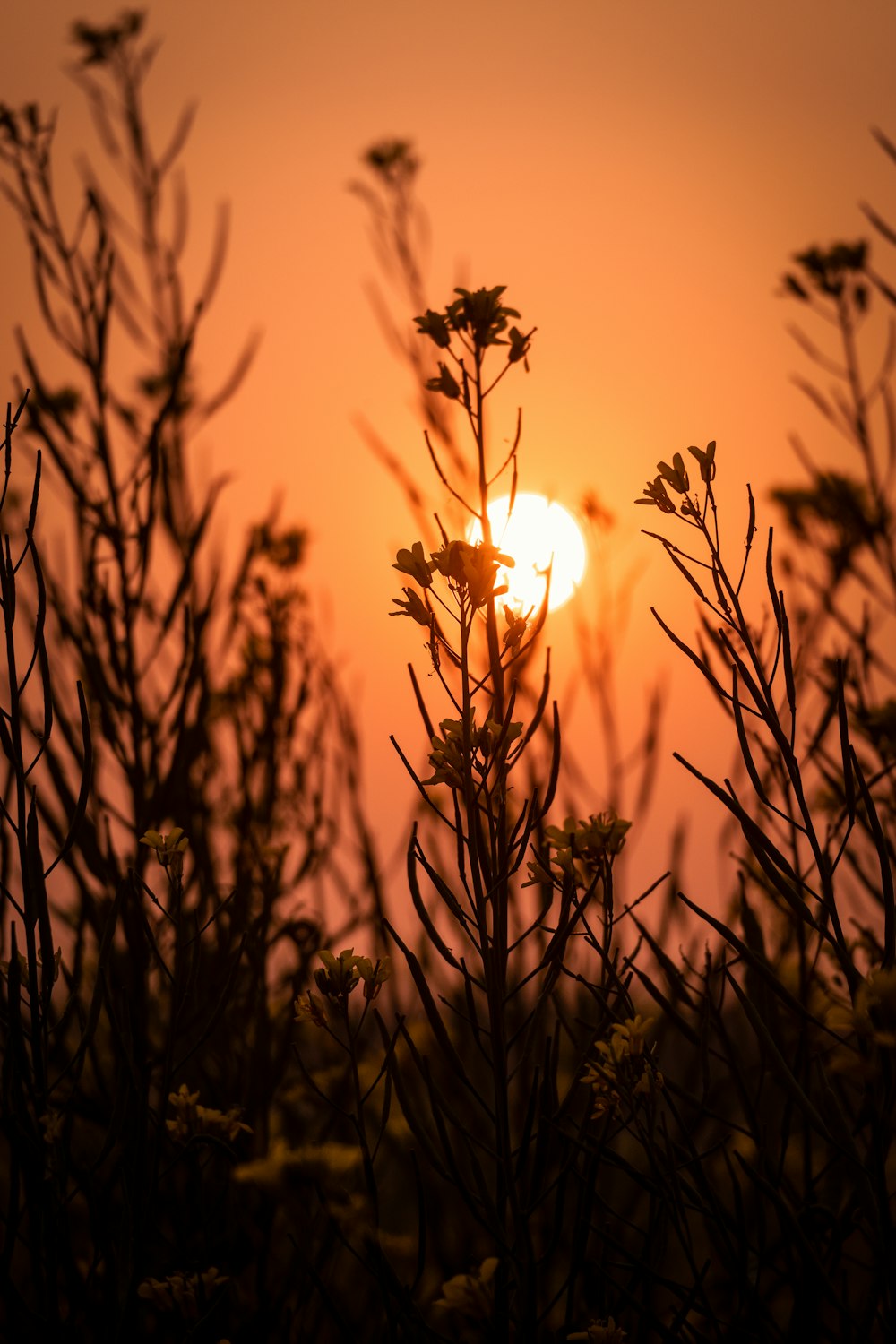 silhouette of plant during sunset