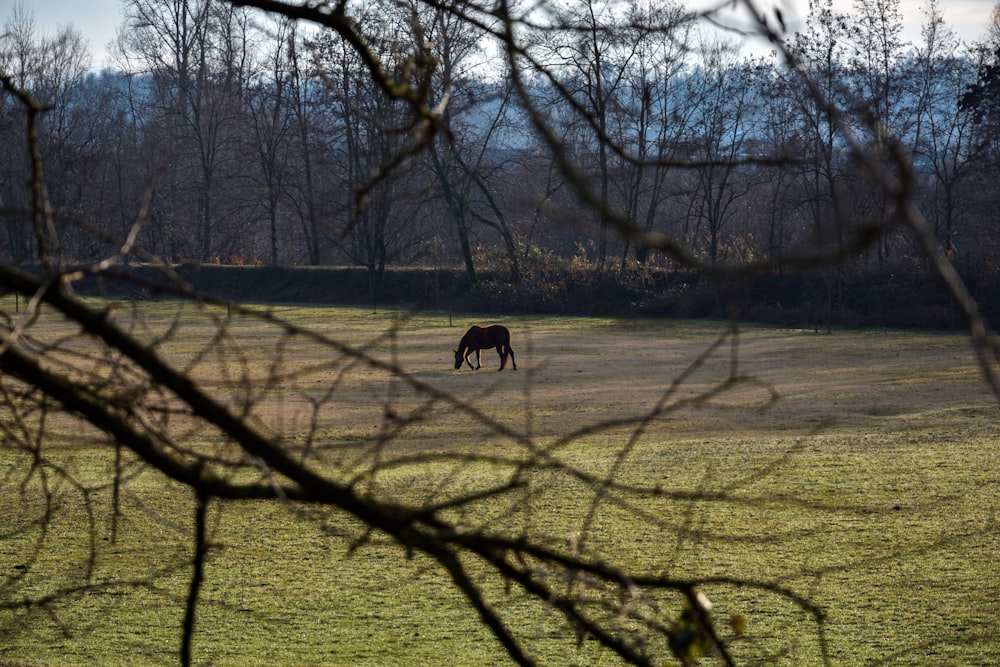 braune blattlose Bäume auf grünem Grasfeld tagsüber