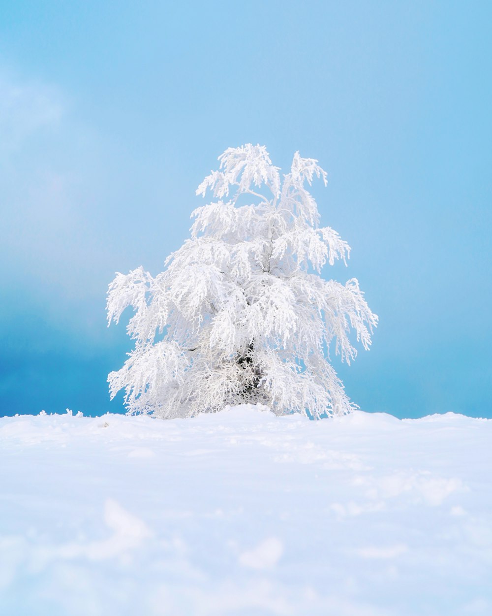 snow covered tree under blue sky
