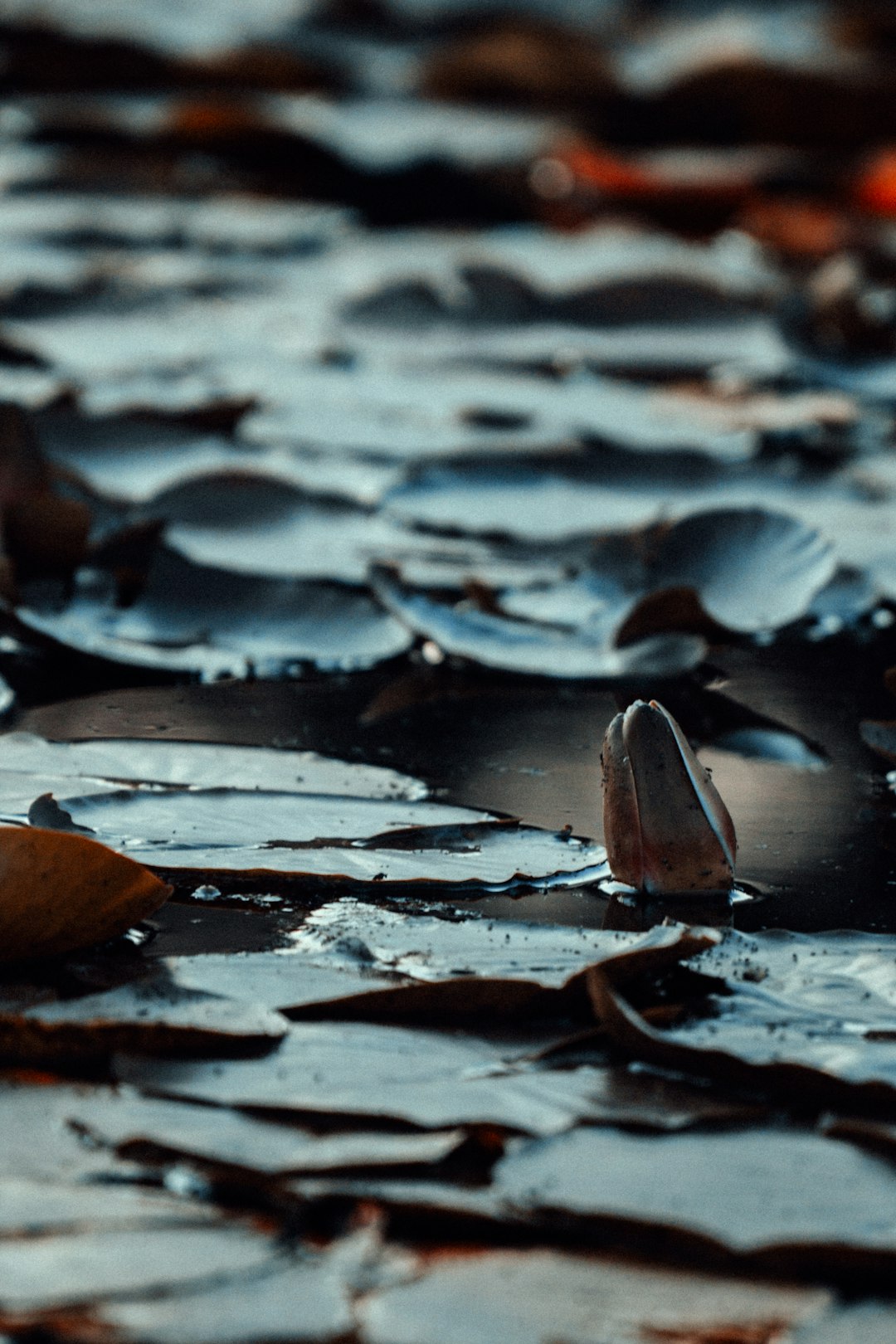 brown and black stones on water