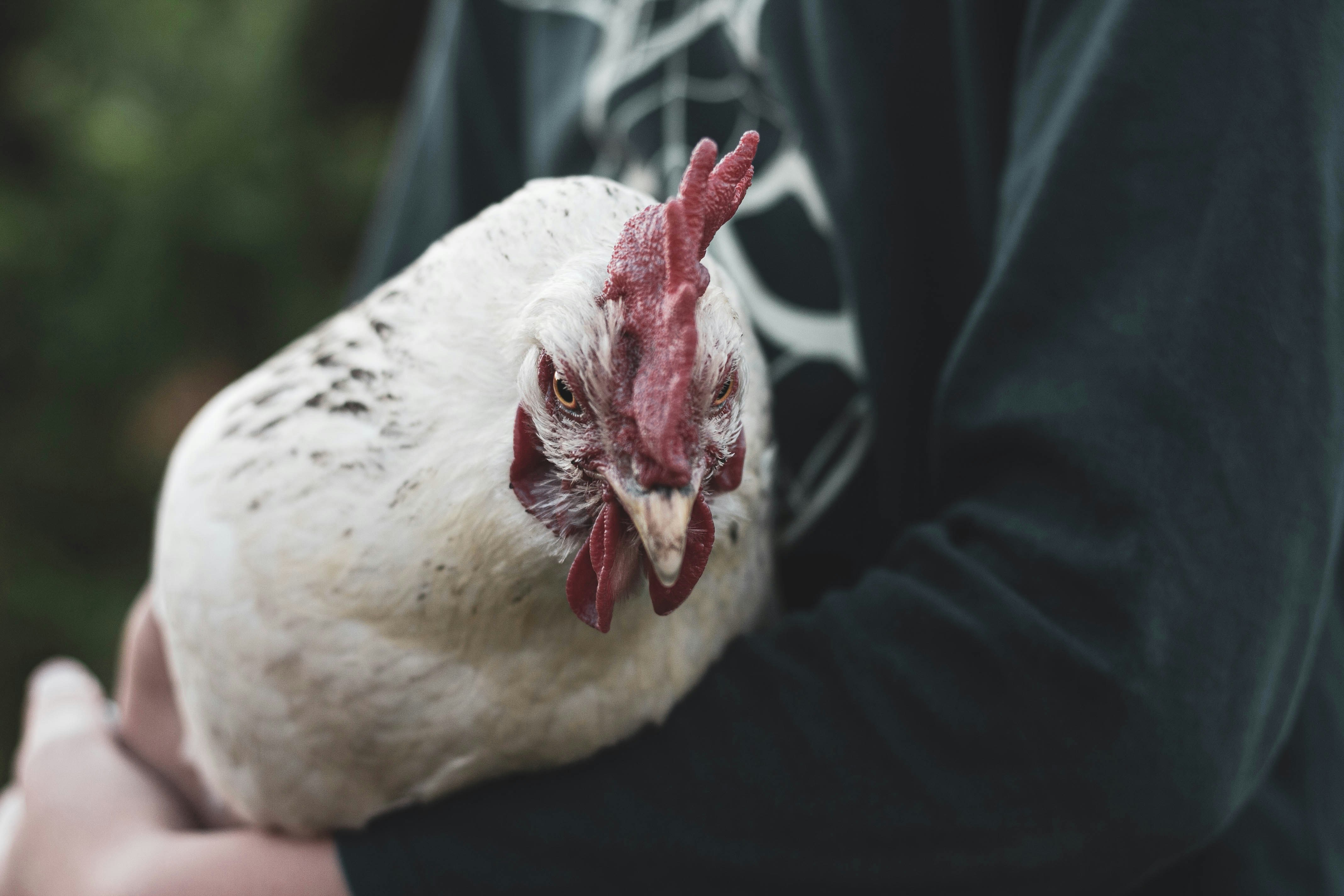 photo-1610487221249-606bbbfc29fd