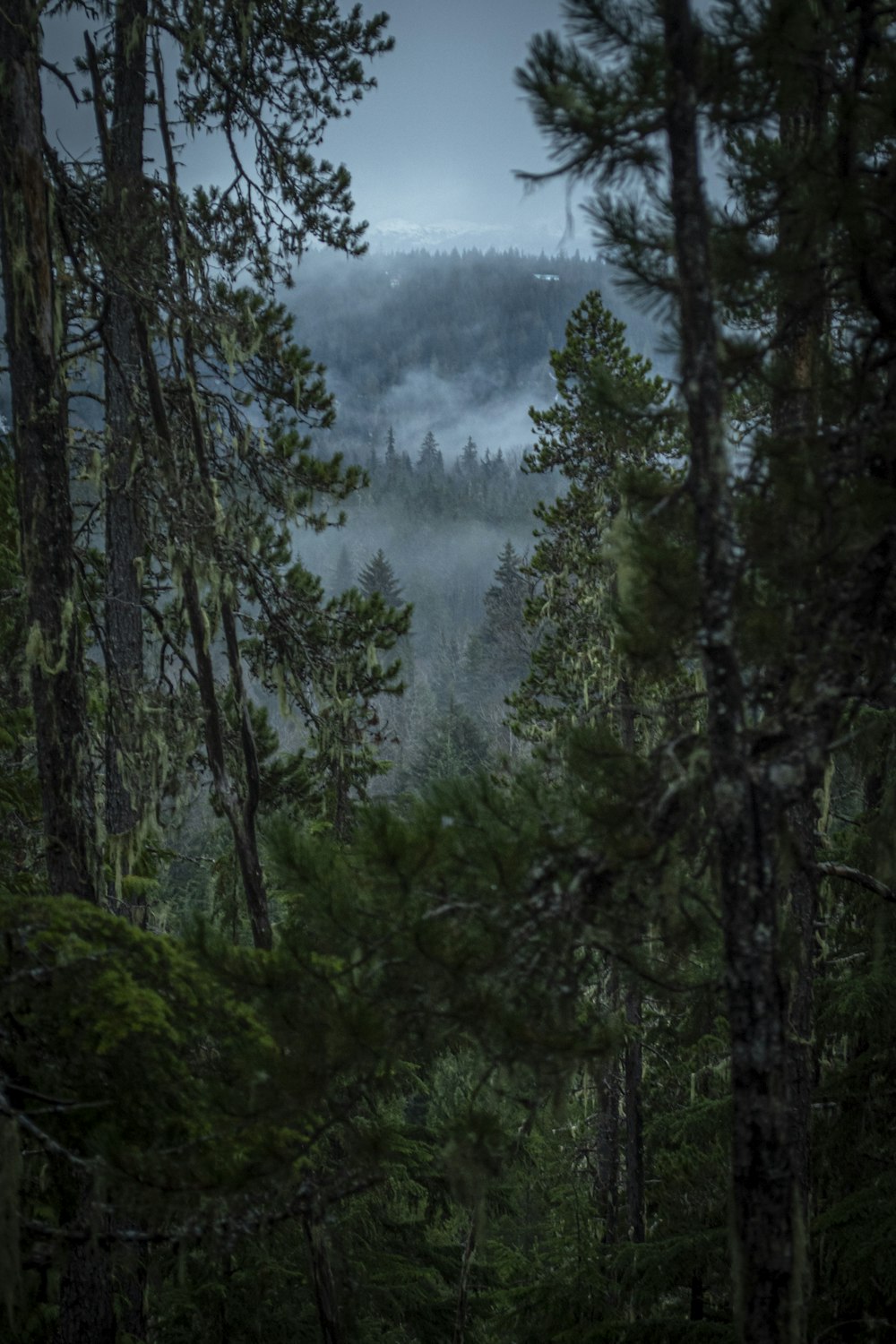 Arbres verts par temps brumeux