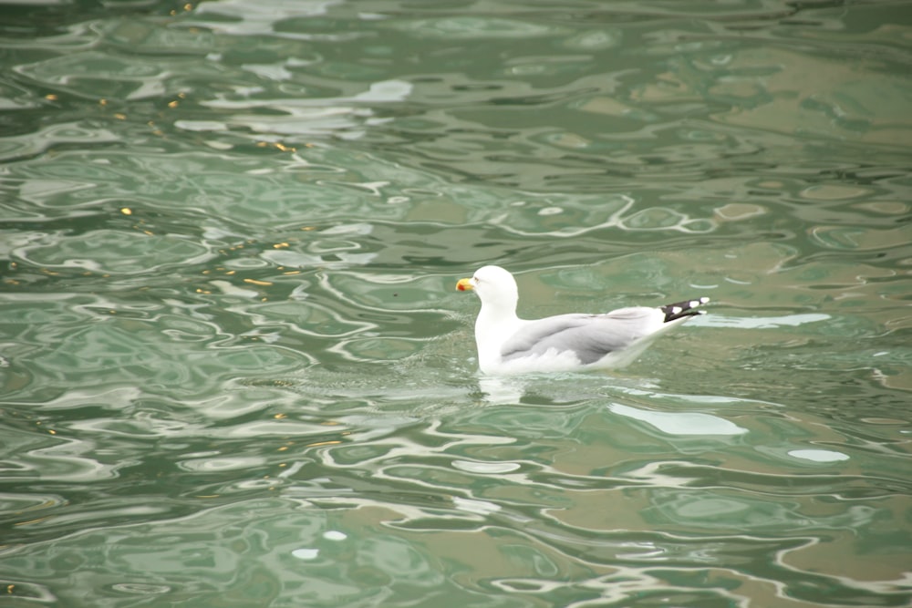 white duck on water during daytime