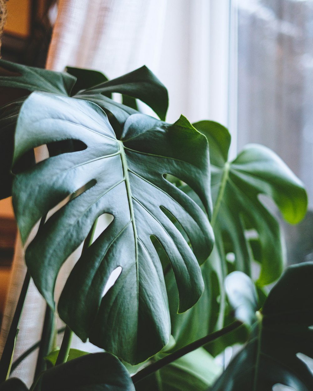 green leaf plant near white curtain