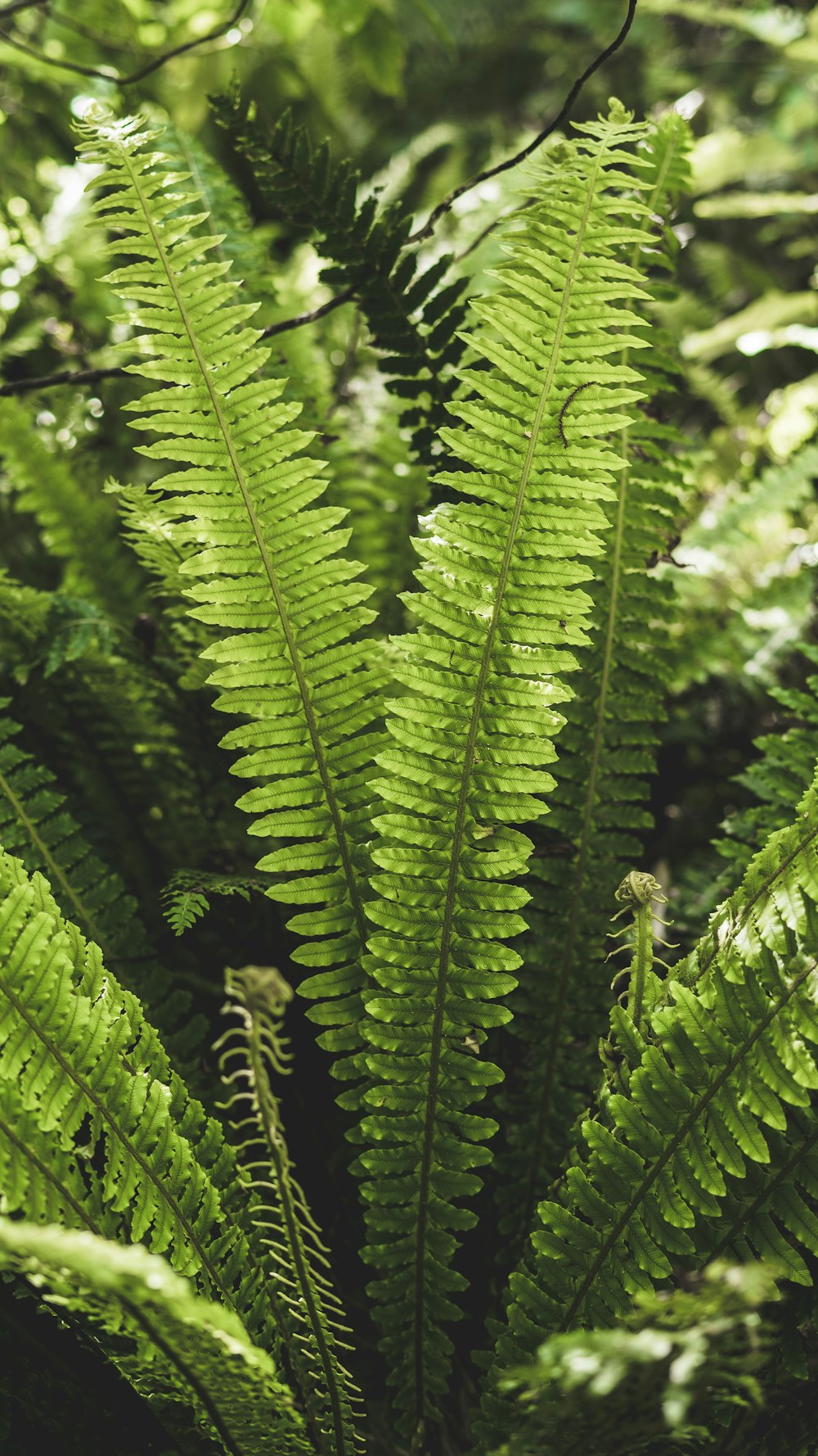 클로즈업 사진의 녹색 양치류 식물