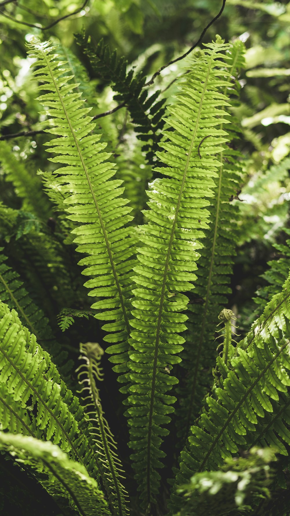 pianta di felce verde in fotografia ravvicinata