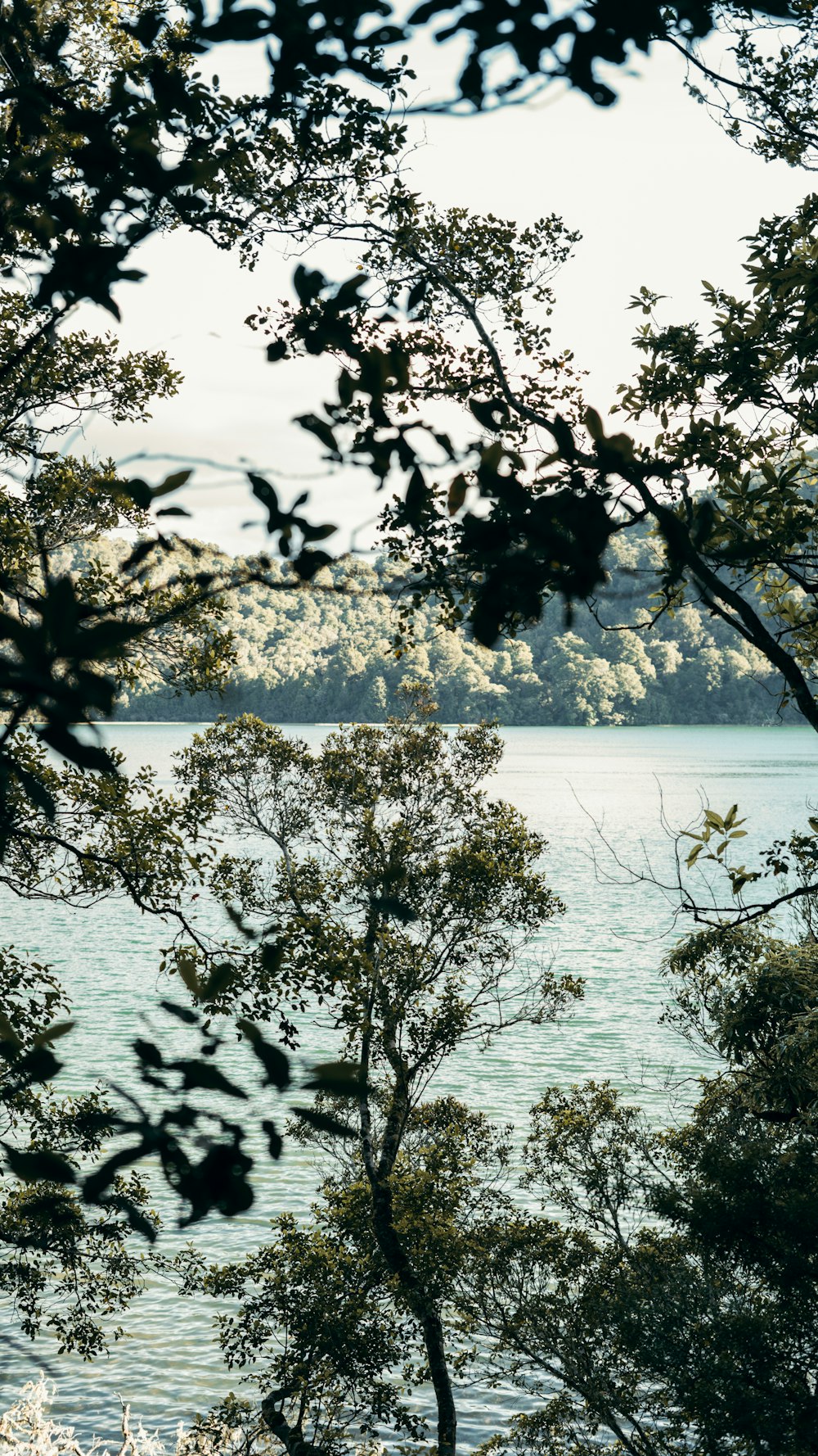 green tree near body of water during daytime