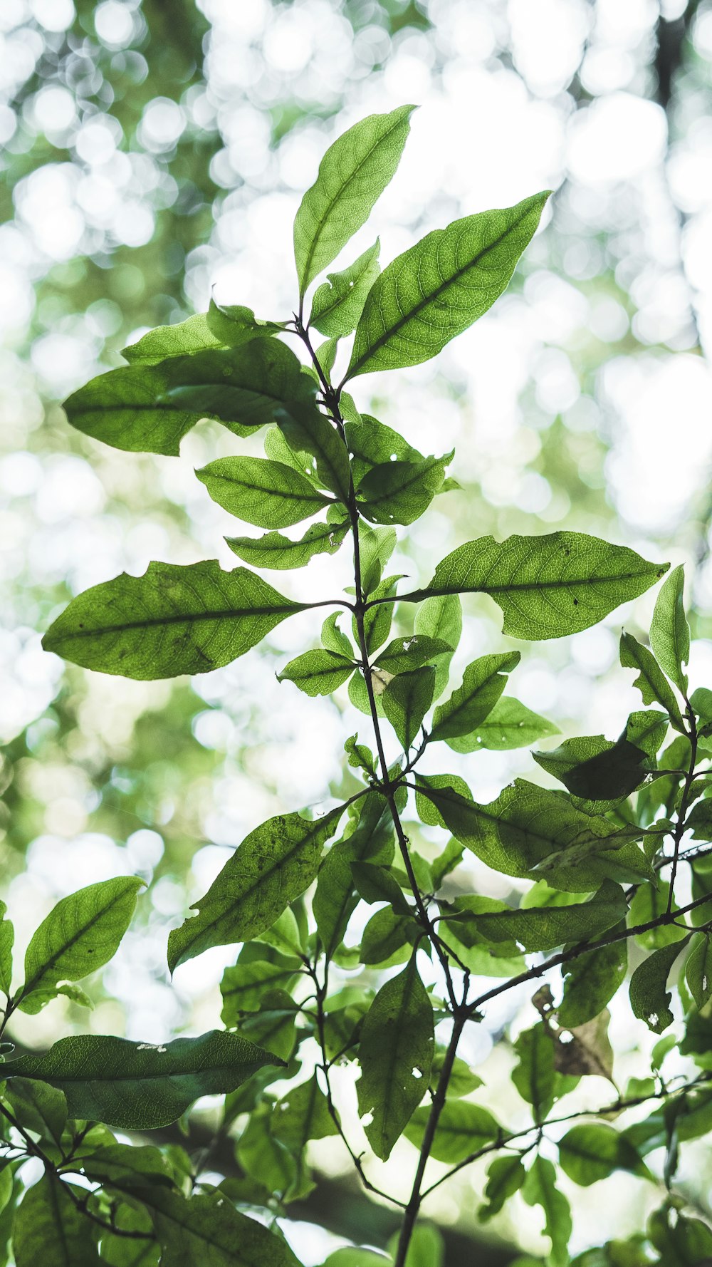 folhas verdes na lente de deslocamento de inclinação