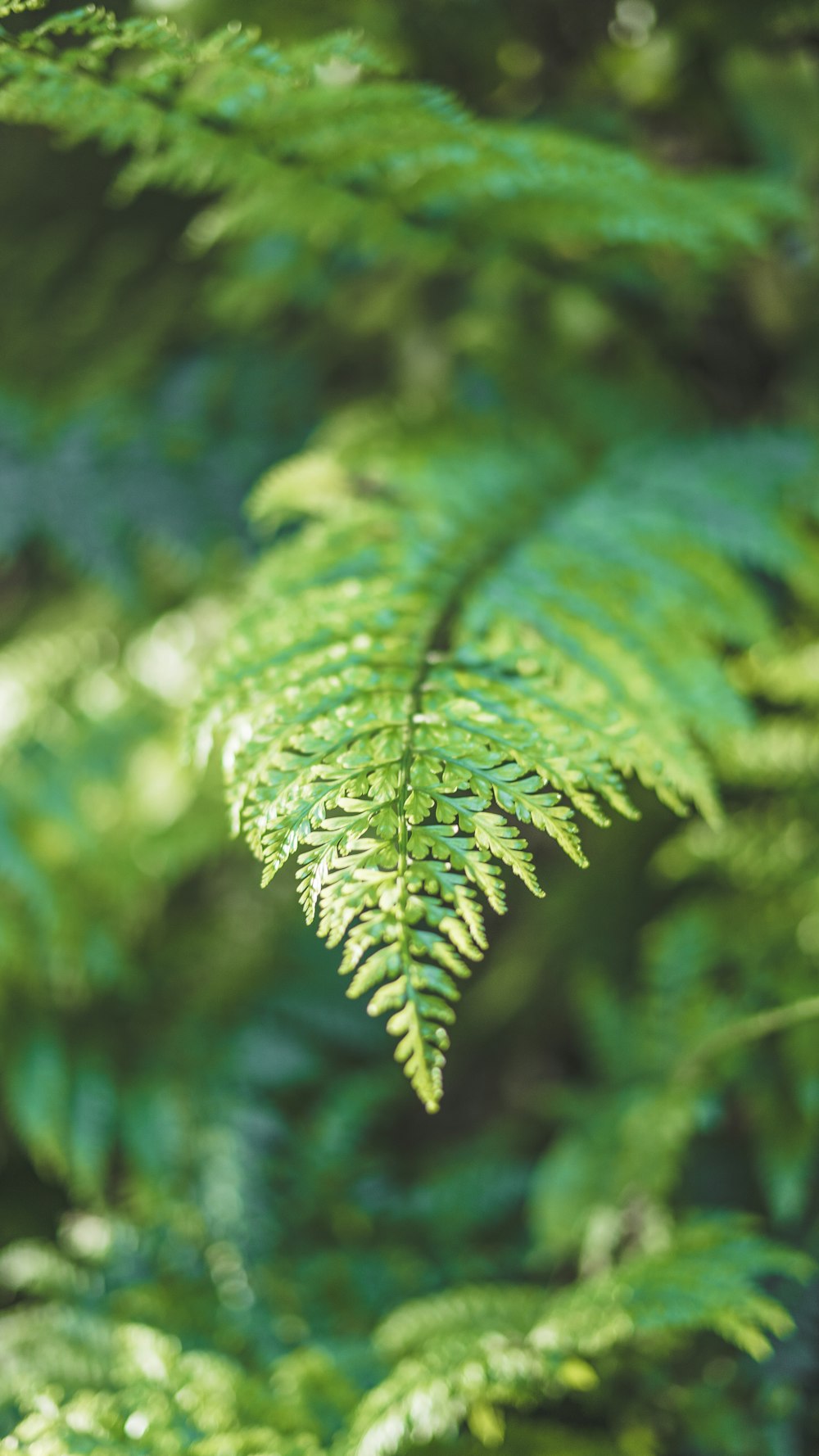 green leaf plant in close up photography