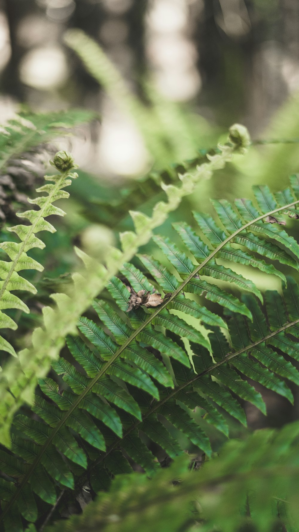 green leaf plant in close up photography