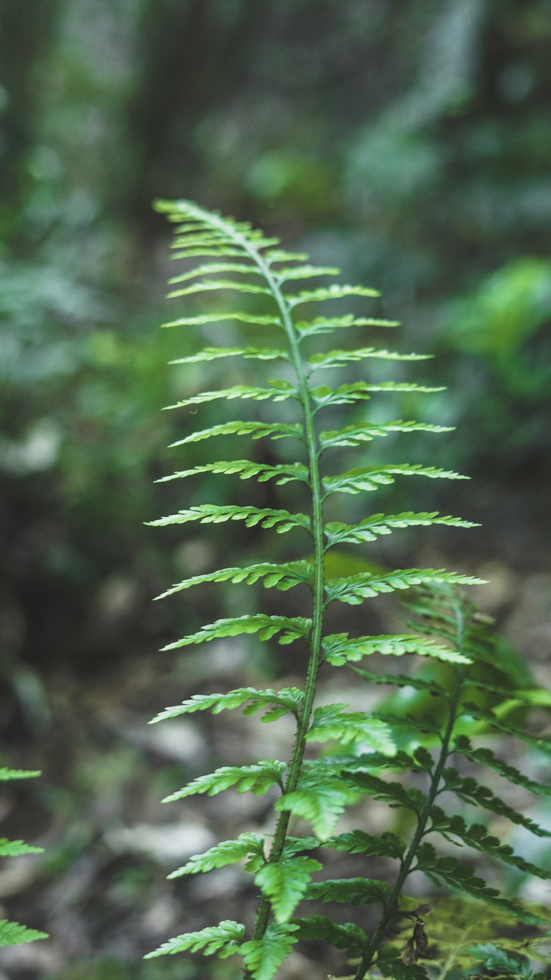 green fern plant in close up photography