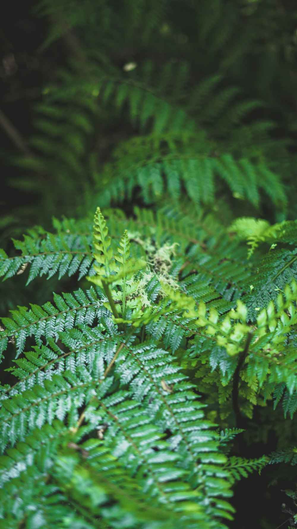 planta de samambaia verde em fotografia de perto