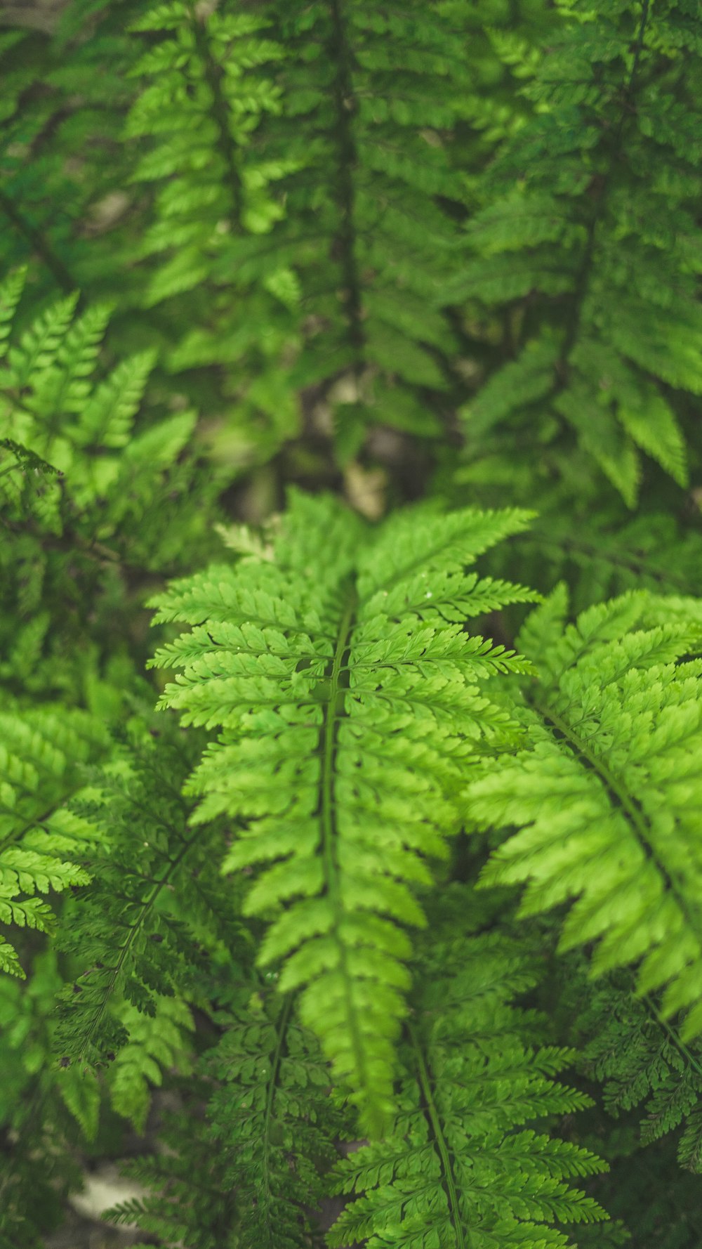 planta de samambaia verde em fotografia de perto