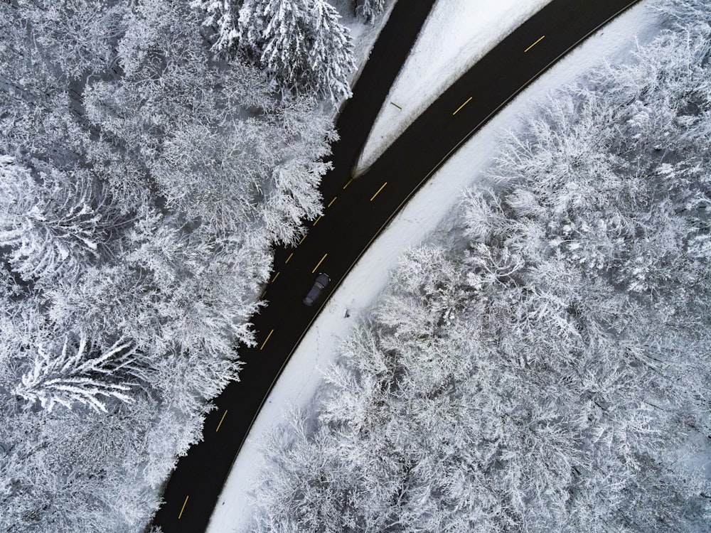 grayscale photo of trees and road