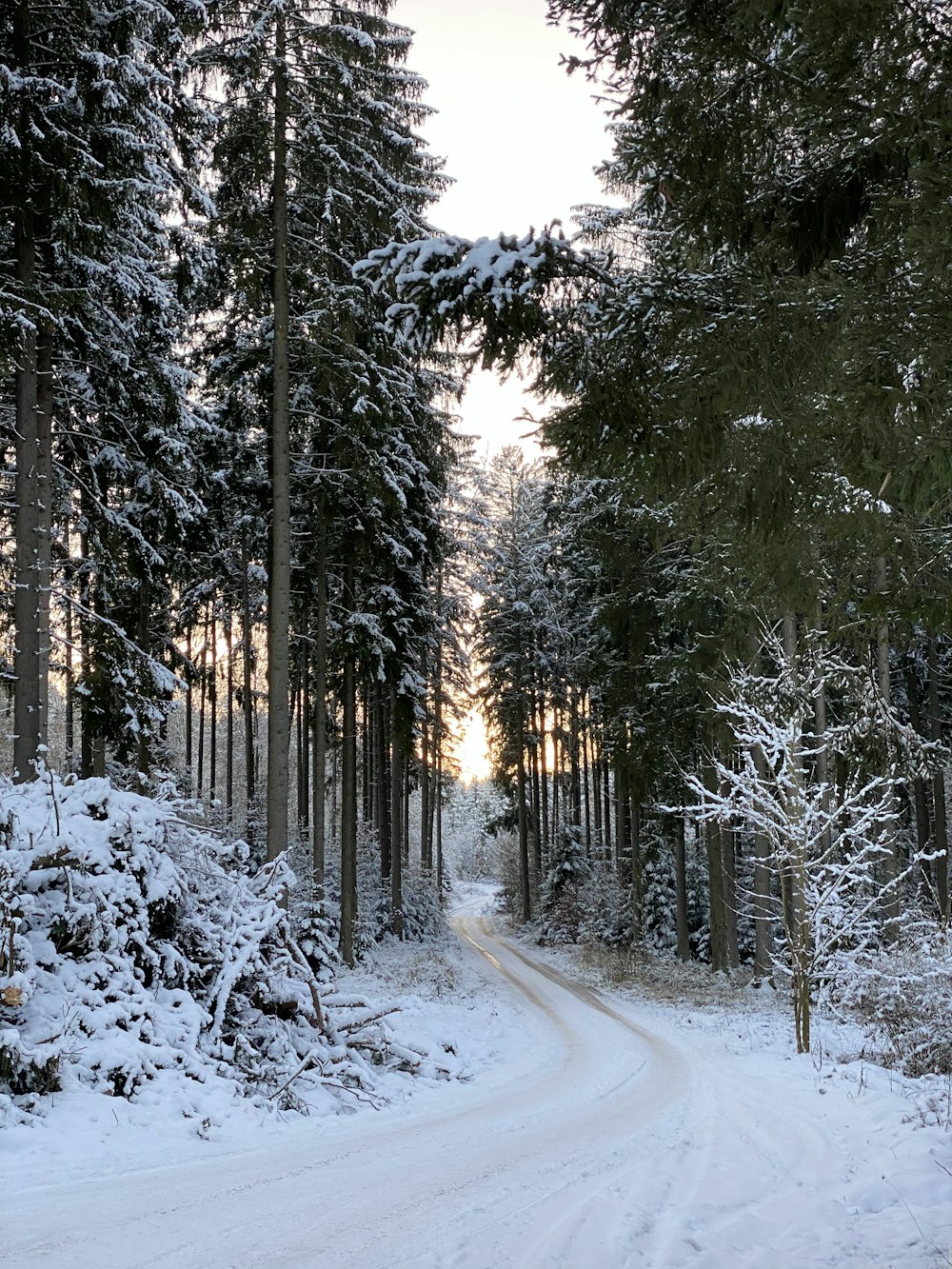 snow covered road between trees during daytime