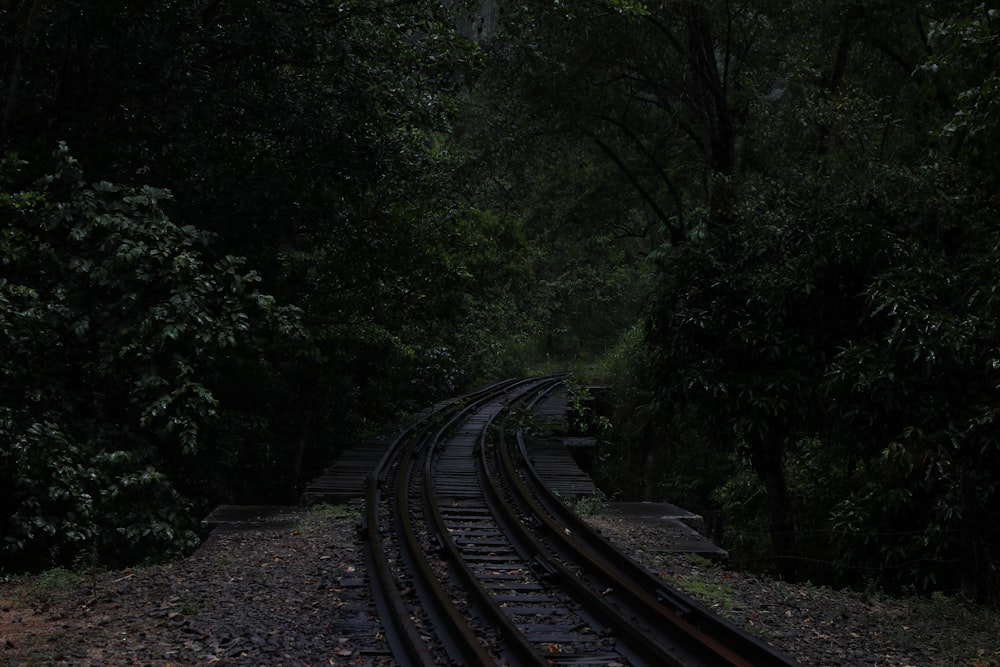 train rail surrounded by trees