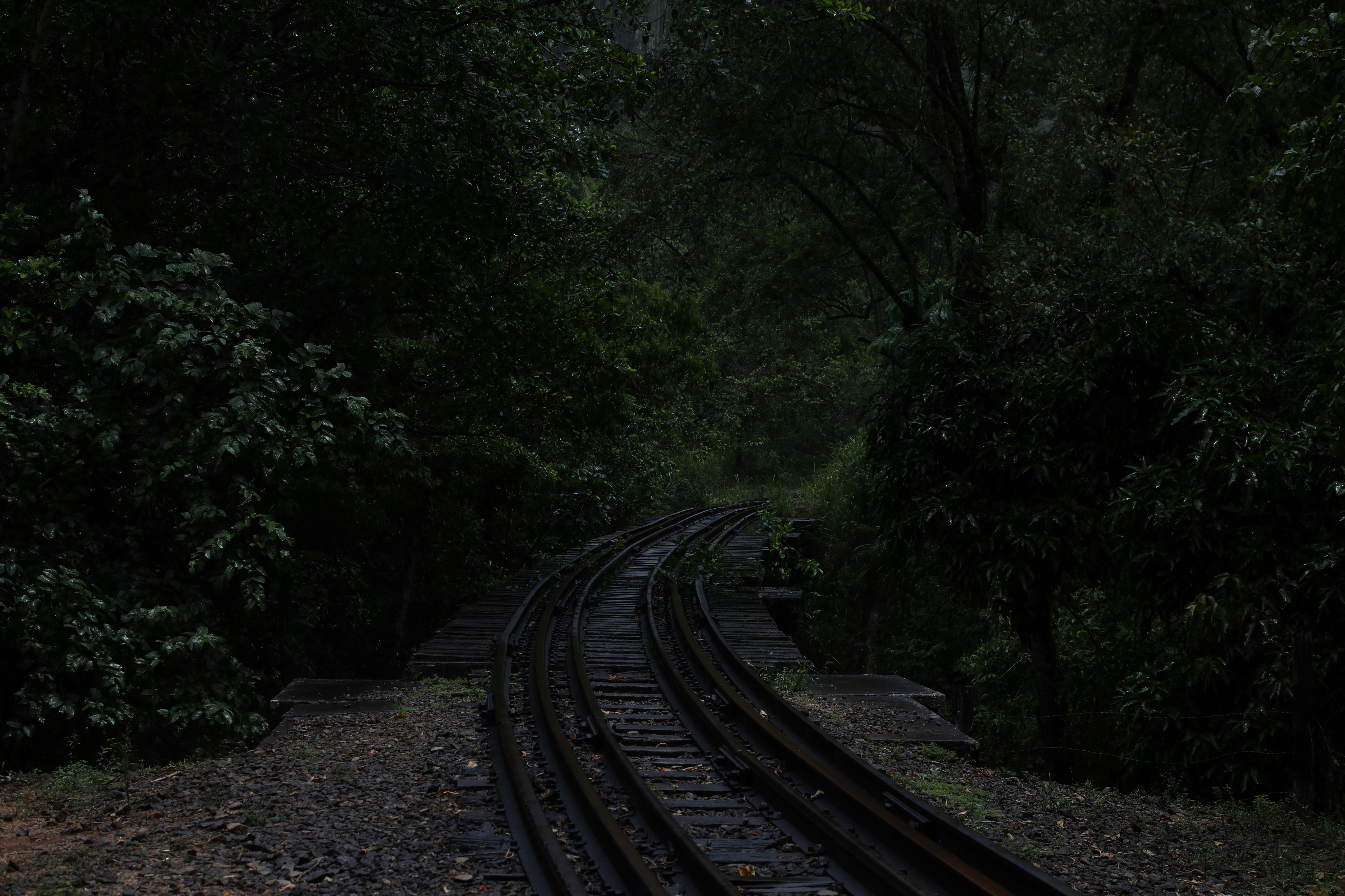 train rail surrounded by trees