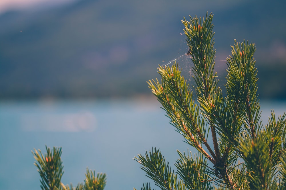 green plant in tilt shift lens