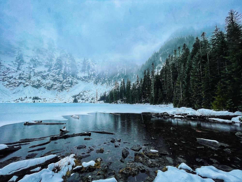 snow covered trees and mountains during daytime