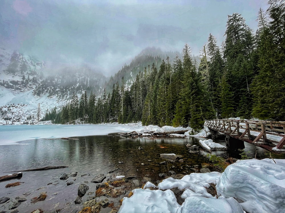 green pine trees near body of water during daytime