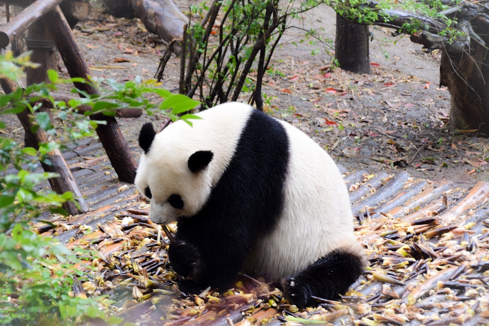 Panda blanco y negro en la rama marrón del árbol durante el día