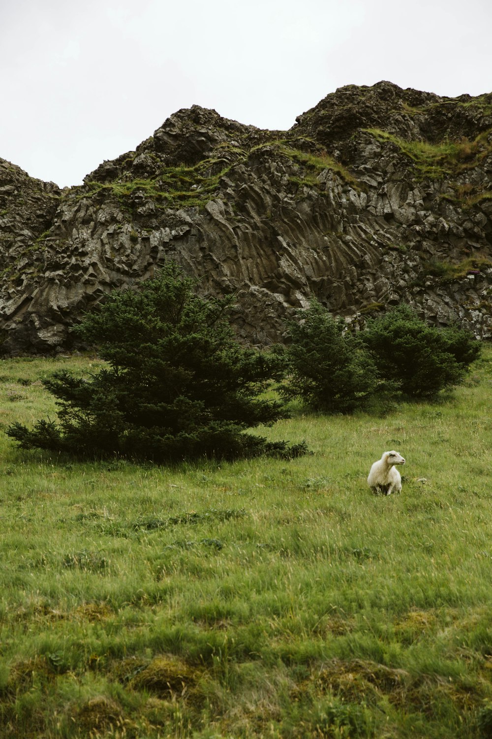 Oveja blanca en el campo de hierba verde cerca de la montaña rocosa gris durante el día