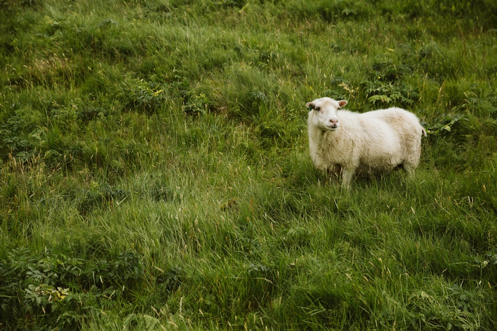 white sheep on green grass field during daytime