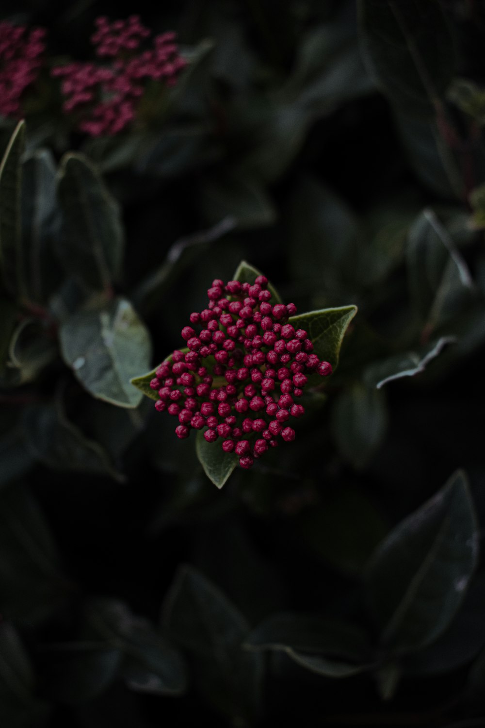 pink flower in tilt shift lens