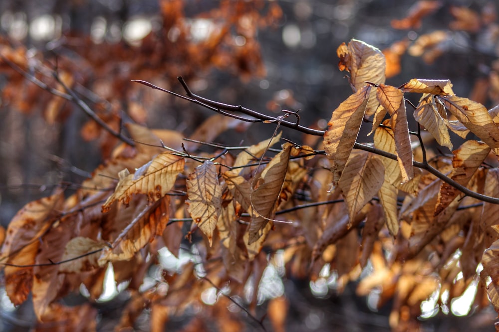 foglie secche marroni su ramo d'albero marrone