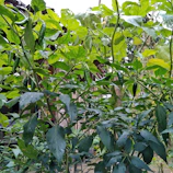Vibrant green peppers hanging from healthy plants in a lush field.