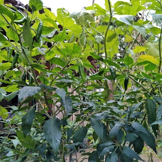Lush green pepper plantations with mountains looming in the background.