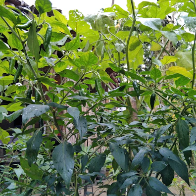 Vibrant green peppers hanging from healthy plants in a lush field.